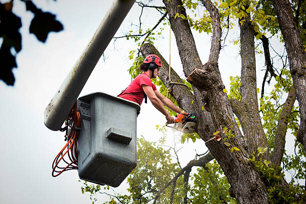 Best Tree Preservation Services  in Greenacres, FL